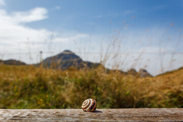 snail on fence with mountain in background