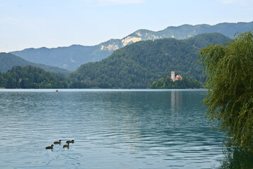 Fototapeta na wymiar calm waters of lake Bled in Slovenia