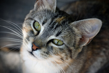 cute cat face close up shot from top angle