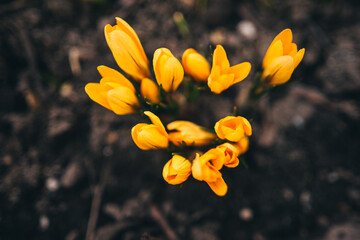 yellow crocuses in the forest