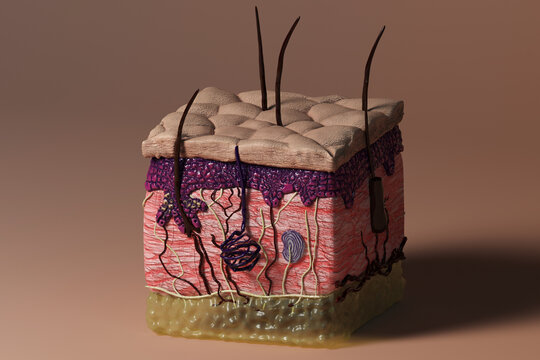 Integumentary system, an image of the skin, epidermis, dermis and adipose tissue, including veins, sweat glands, Pacinian corpuscle, nerves and hairs.