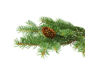 Spruce branch with cones.