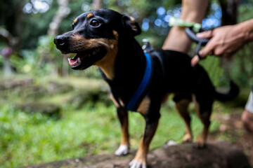 Curious puppy looking around a serene hiking trail in O'ahu - obrazy, fototapety, plakaty