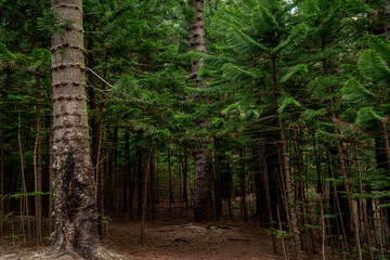 Mysterious hidden area of the woods in the tropical rainforest