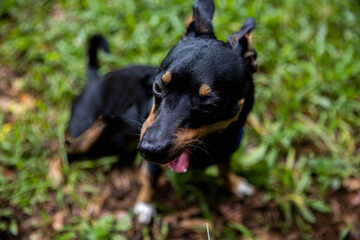 Quirky dog making a silly face while on his daily afternoon playtime