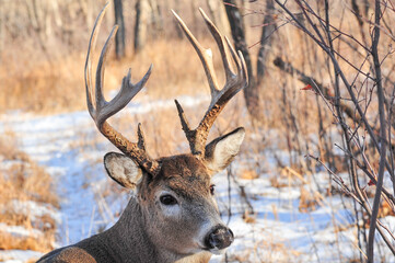 Close up of White tail stag in the forest after recent snowfall