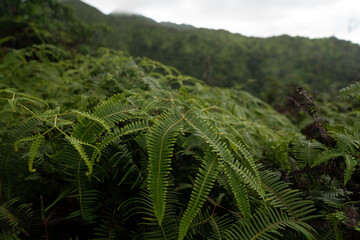 Unique plant in the rainforests of Oahu - obrazy, fototapety, plakaty