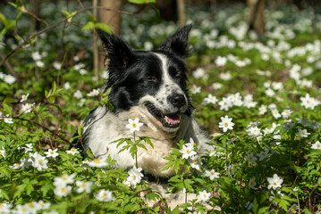 A black and white dog lies smiling in a clearing in flowers.