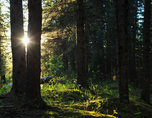 setting sun creates beautiful sunlight in the forest