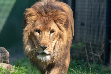 Male lion with long hairy mane

