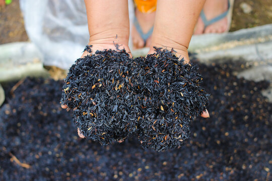 Burned husk (sekam bakar) on hand with blurred background. Rice husk ash (RHA) is generated by the burning of rice husk for planting media. Composting and gardening concept.