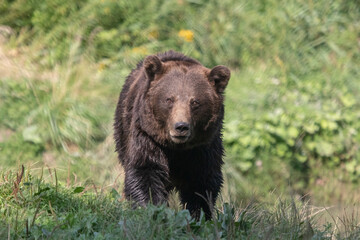 Obraz na płótnie Canvas Brown bear in nature