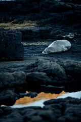 Hawaiian Monk seal resting at Makapuu beach park - obrazy, fototapety, plakaty