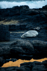 Waves crashing on rocks behind a sleeping Hawaiian Monk seal - obrazy, fototapety, plakaty