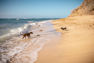 A sunny beach day in Hawaii with two dogs. playing in the waves - obrazy, fototapety, plakaty