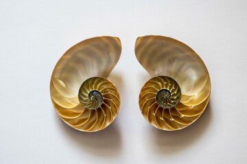 Two halves of an open nautilus sea shell.