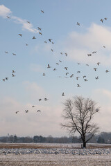 Thousands of Snow Geese in flight above Maryland's Eastern Shore.