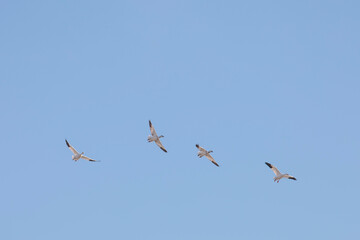 Thousands of Snow Geese in flight above Maryland's Eastern Shore.
