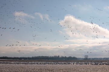 Thousands of Snow Geese in flight above Maryland's Eastern Shore. - obrazy, fototapety, plakaty