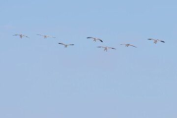 Thousands of Snow Geese in flight above Maryland's Eastern Shore.