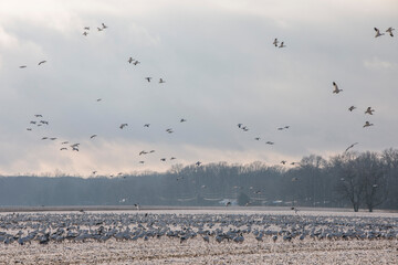 Thousands of Snow Geese in flight above Maryland's Eastern Shore