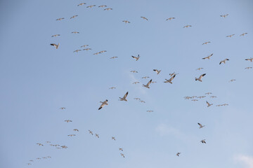 Thousands of Snow Geese in flight above Maryland's Eastern Shore.