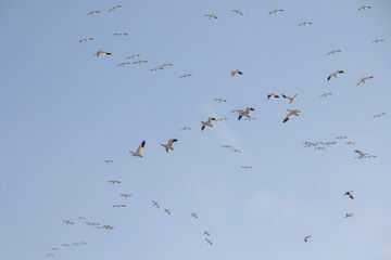 Thousands of Snow Geese in flight above Maryland's Eastern Shore.