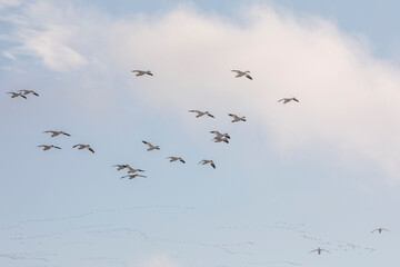 Thousands of Snow Geese in flight above Maryland's Eastern Shore.