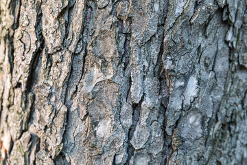 Old Wood Tree bark, texture natural background close-up