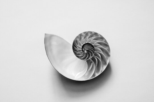 Black and white image of an open half of a nautilus sea shell.