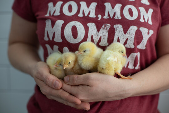 Woman holding four chicks in hands wearing mom shirt