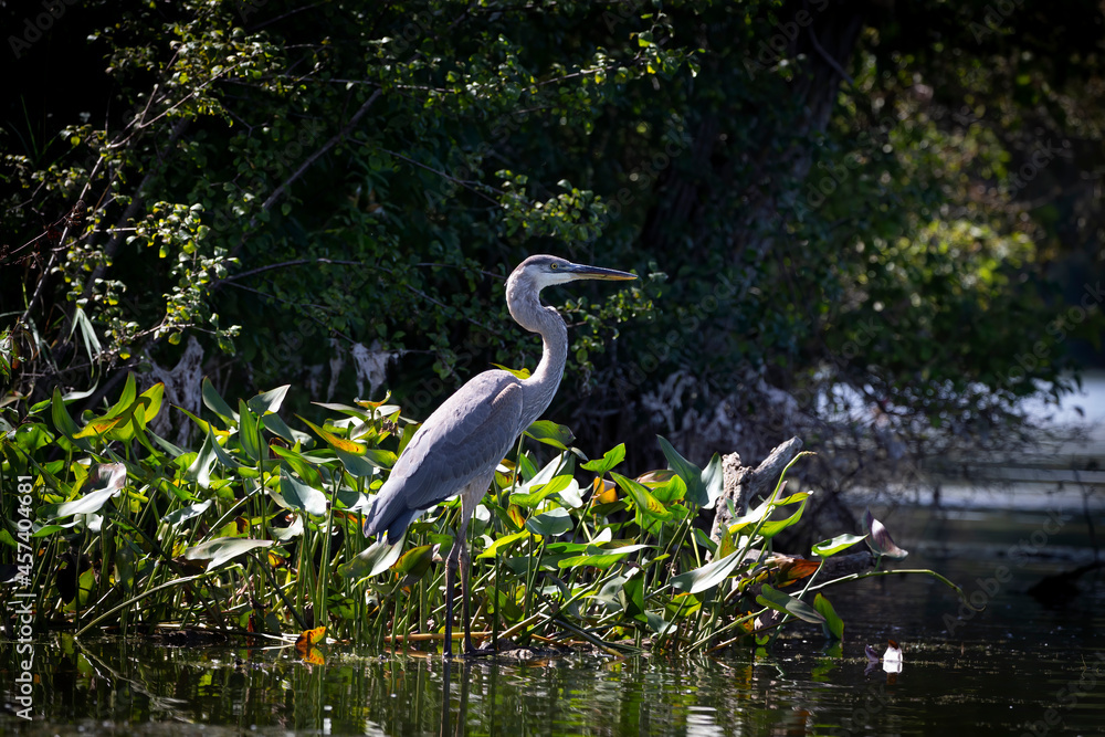 Wall mural Great blue heron ( Ardea cinerea ) is the largest American heron hunting small fish, insect, rodents, reptiles, small mammals, birds and especially ducklings.