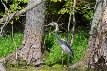 Young Great blue heron ( Ardea cinerea ) is the largest American heron hunting small fish, insect, rodents, reptiles, small mammals, birds and especially ducklings.