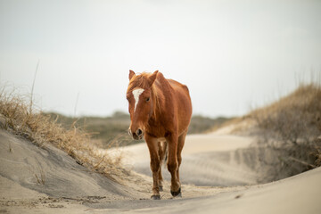 Wild horses in the sand dunes in Corolla, NC.