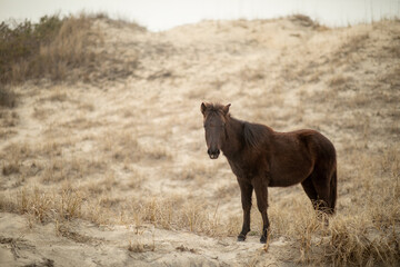 Wild horses in the sand dunes in Corolla, NC.