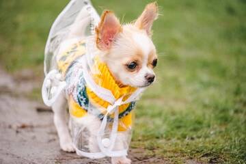 funny chihuahua dog posing in a raincoat outdoors. The puppy is walking in a raincoat.