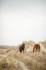 Wild horses in the sand dunes in Corolla, NC.