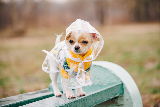 Chihuahua top in raincoat