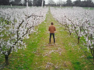 A farmer stands in the middle of his flowering orchard after pruning