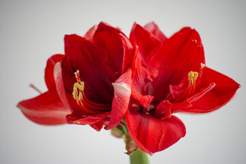Red amaryllis flower with pollen closeup