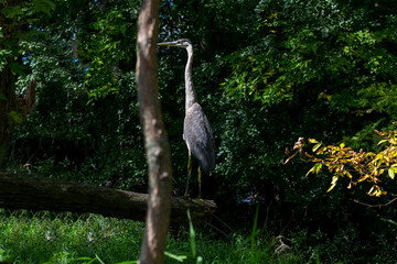 Great blue heron ( Ardea cinerea ) is the largest American heron hunting small fish, insect, rodents, reptiles, small mammals, birds and especially ducklings.