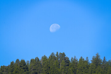 Luna del tardo pomeriggio che tramonta su un bosco di abeti. © Antonella