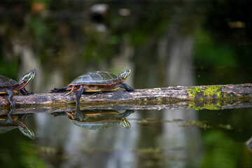 The painted turtle (Chrysemys picta) is the most widespread native turtle of North America