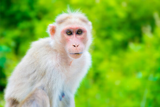 Monkey in Nature Posing, Monkey Looking through the Camera, Wildlife