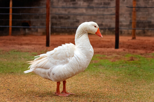Ganso branco com as penas molhadas e arrepiadas em durante uma garoa