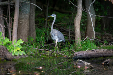 Great blue heron ( Ardea cinerea ) is the largest American heron hunting small fish, insect, rodents, reptiles, small mammals, birds and especially ducklings.