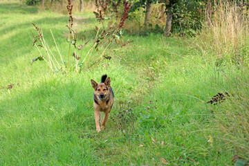 dog for a walk	
