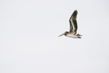 Wide view of a Brown Pelican soaring across a white sky