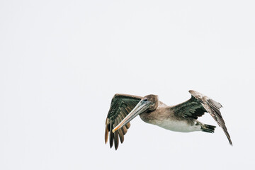 A Brown Pelican flying against a blank sky on the Washington coast