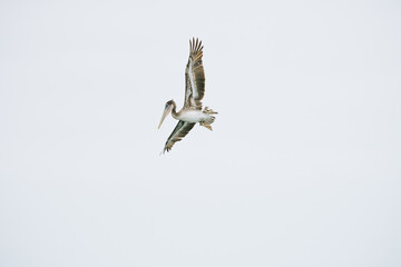 Wide angle view of a Brown Pelican at Rialto Beach in Washington
